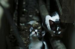 AYX官方直播-奥运周期关键战之夜，布克硬仗之王