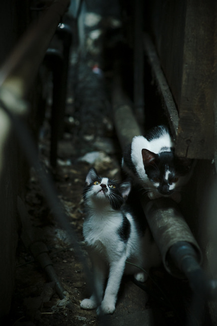 奥运周期关键战之夜,布克硬仗之王